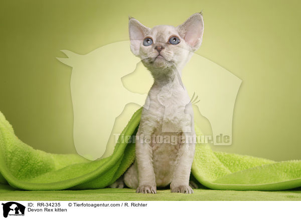 Devon Rex Ktzchen / Devon Rex kitten / RR-34235