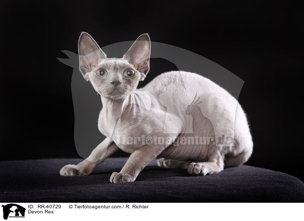 Devon Rex / Devon Rex / RR-40729