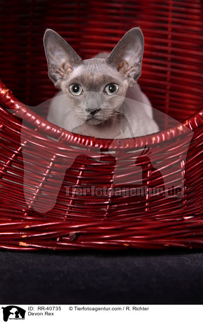 Devon Rex / Devon Rex / RR-40735