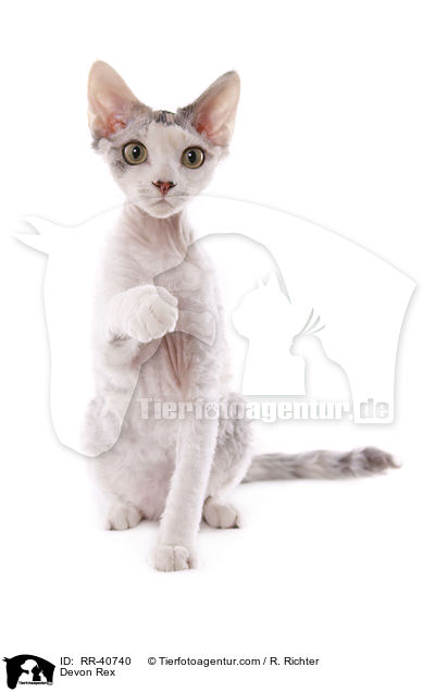 Devon Rex / RR-40740