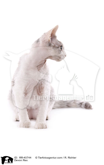 Devon Rex / Devon Rex / RR-40744