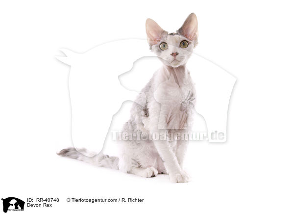 Devon Rex / Devon Rex / RR-40748