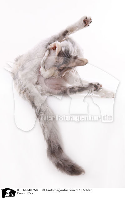 Devon Rex / Devon Rex / RR-40756
