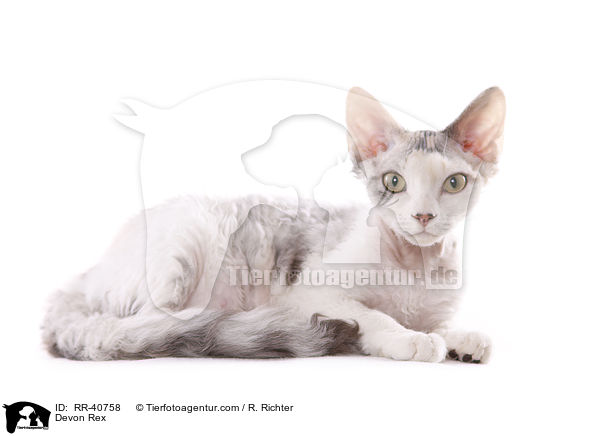 Devon Rex / RR-40758