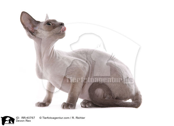 Devon Rex / Devon Rex / RR-40767