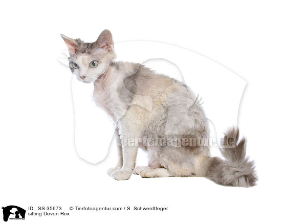sitting Devon Rex / SS-35673
