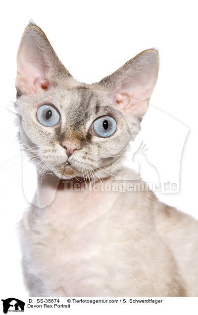 Devon Rex Portrait / SS-35674