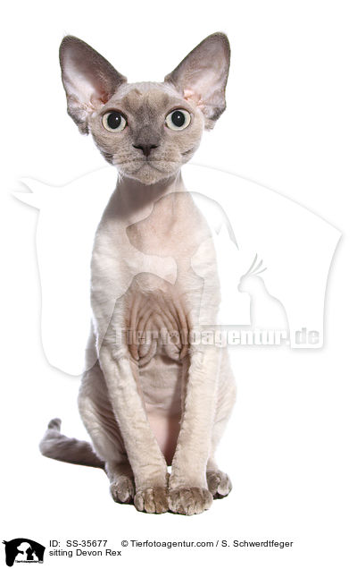 sitting Devon Rex / SS-35677