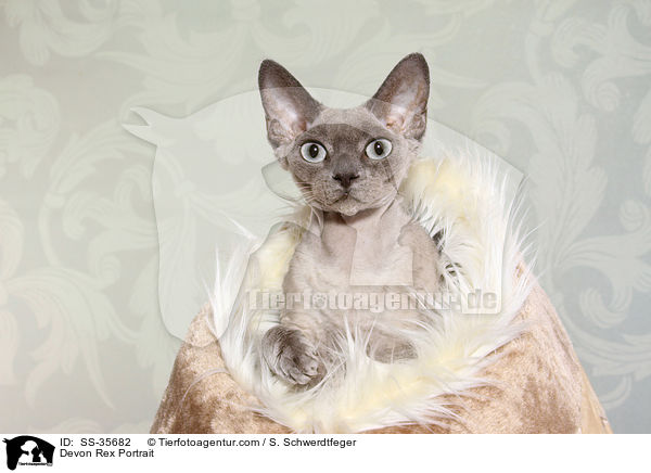 Devon Rex Portrait / SS-35682