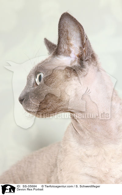 Devon Rex Portrait / Devon Rex Portrait / SS-35684