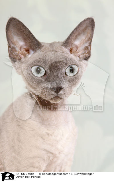 Devon Rex Portrait / Devon Rex Portrait / SS-35685