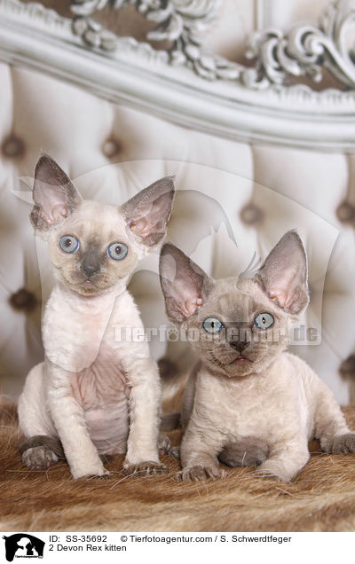2 Devon Rex Ktzchen / 2 Devon Rex kitten / SS-35692