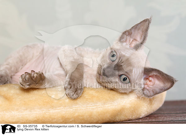 lying Devon Rex kitten / SS-35735