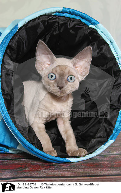 standing Devon Rex kitten / SS-35738