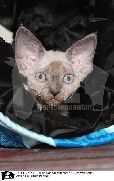 Devon Rex kitten Portrait / SS-35747