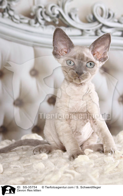 Devon Rex Ktzchen / Devon Rex kitten / SS-35754