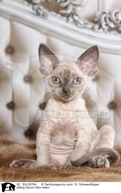 sitting Devon Rex kitten / SS-35764