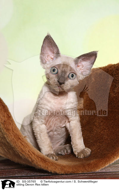sitzendes Devon Rex Ktzchen / sitting Devon Rex kitten / SS-35765
