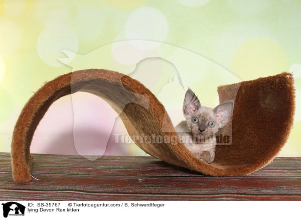 liegendes Devon Rex Ktzchen / lying Devon Rex kitten / SS-35767