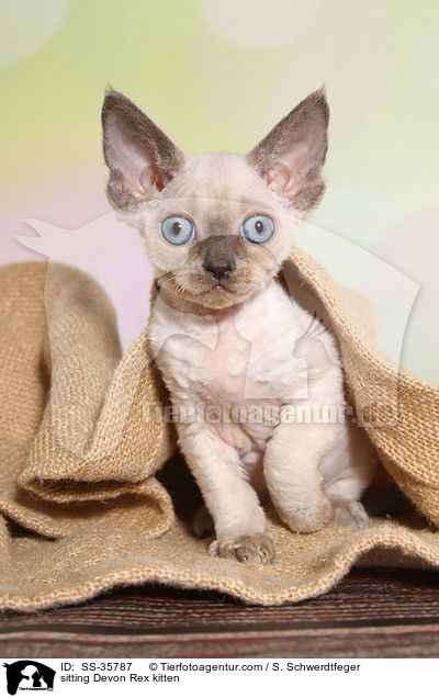 sitzendes Devon Rex Ktzchen / sitting Devon Rex kitten / SS-35787
