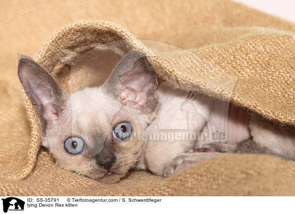 liegendes Devon Rex Ktzchen / lying Devon Rex kitten / SS-35791
