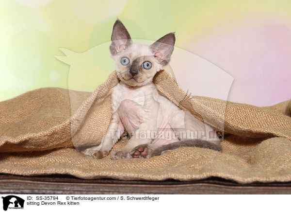 sitzendes Devon Rex Ktzchen / sitting Devon Rex kitten / SS-35794
