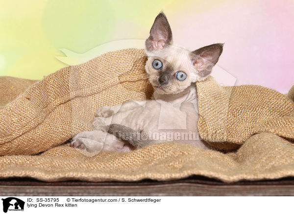 liegendes Devon Rex Ktzchen / lying Devon Rex kitten / SS-35795
