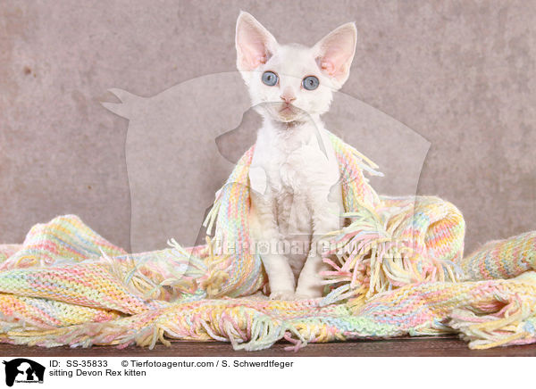 sitzendes Devon Rex Ktzchen / sitting Devon Rex kitten / SS-35833