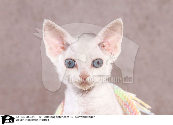 Devon Rex kitten Portrait / SS-35834