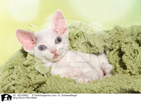 lying Devon Rex kitten / SS-35863