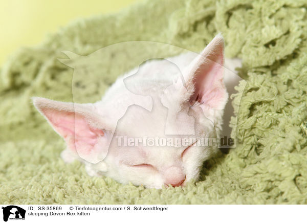 schlafendes Devon Rex Ktzchen / sleeping Devon Rex kitten / SS-35869