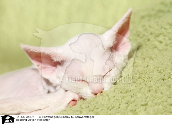 schlafendes Devon Rex Ktzchen / sleeping Devon Rex kitten / SS-35871
