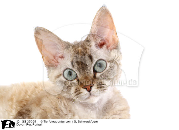 Devon Rex Portrait / Devon Rex Portrait / SS-35955