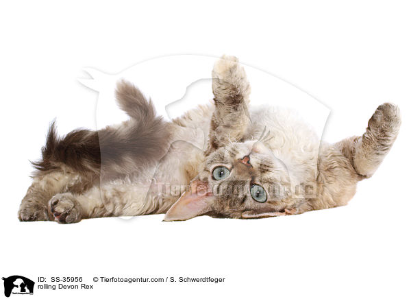 Devon Rex wlzt sich / rolling Devon Rex / SS-35956
