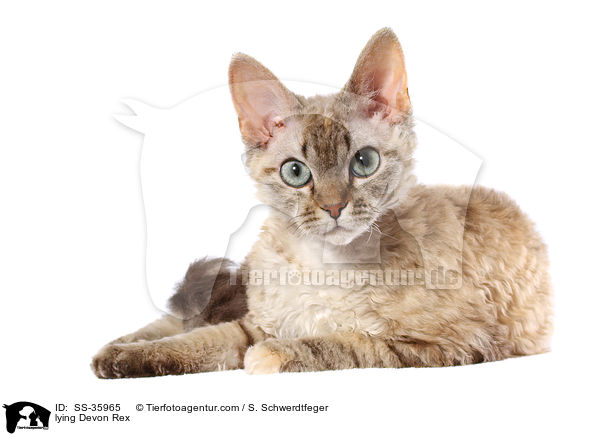 lying Devon Rex / SS-35965