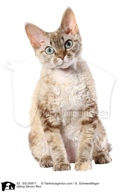 sitting Devon Rex / SS-35971