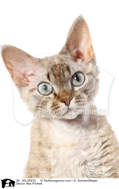 Devon Rex Portrait / Devon Rex Portrait / SS-35972