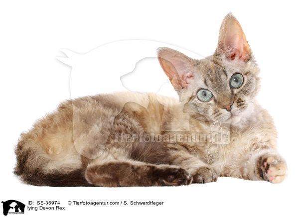 lying Devon Rex / SS-35974