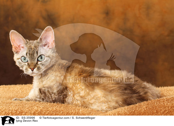 liegende Devon Rex / lying Devon Rex / SS-35996