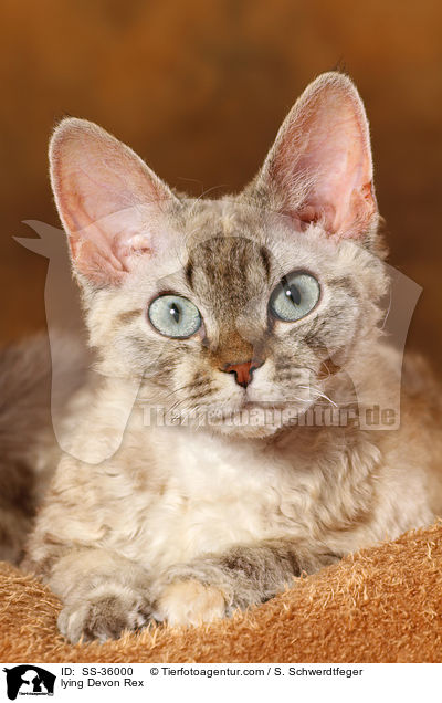 liegende Devon Rex / lying Devon Rex / SS-36000