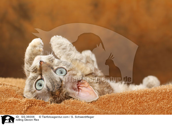 Devon Rex wlzt sich / rolling Devon Rex / SS-36006