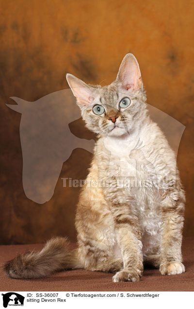 sitzende Devon Rex / sitting Devon Rex / SS-36007