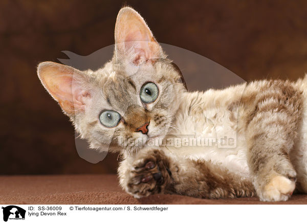 lying Devon Rex / SS-36009