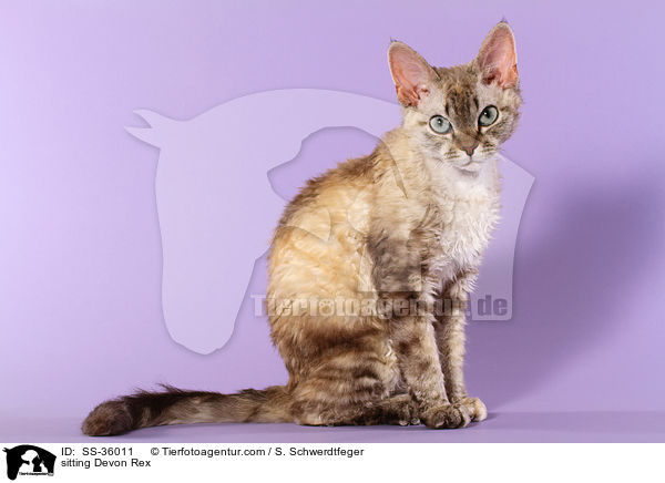 sitting Devon Rex / SS-36011