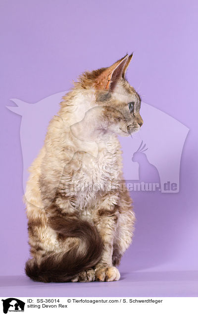 sitzende Devon Rex / sitting Devon Rex / SS-36014