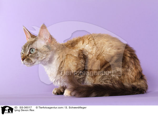 liegende Devon Rex / lying Devon Rex / SS-36017