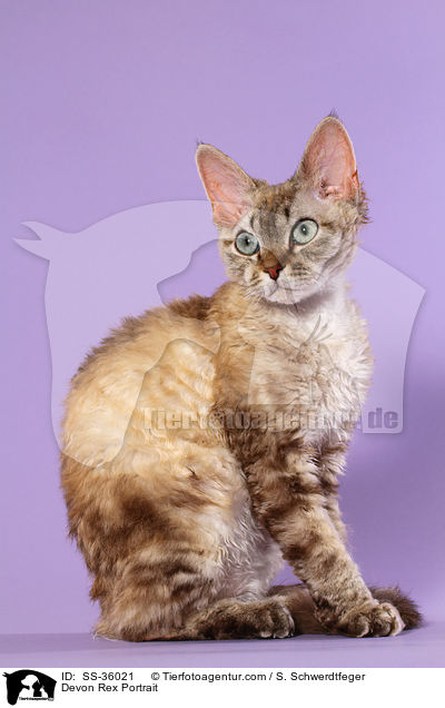 Devon Rex Portrait / SS-36021