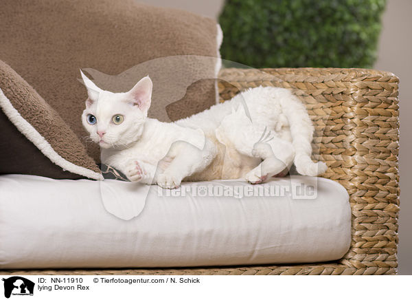 liegende Devon Rex / lying Devon Rex / NN-11910