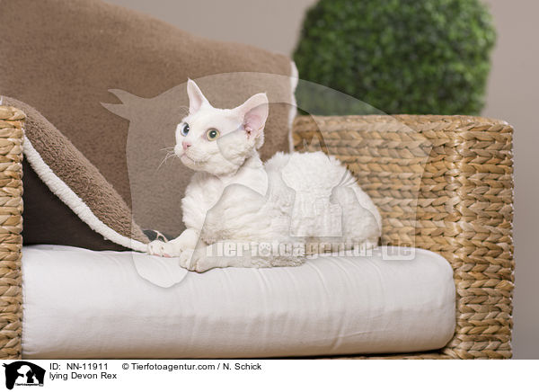 lying Devon Rex / NN-11911