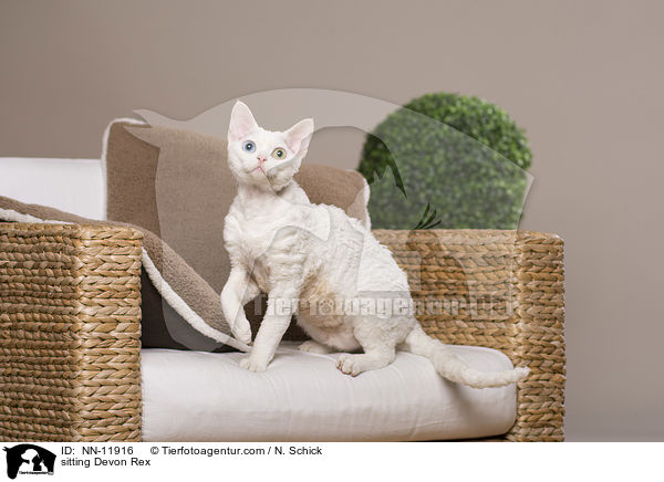 sitting Devon Rex / NN-11916